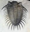 Spiny Comura Trilobite - Exceptional Specimen #45604-2